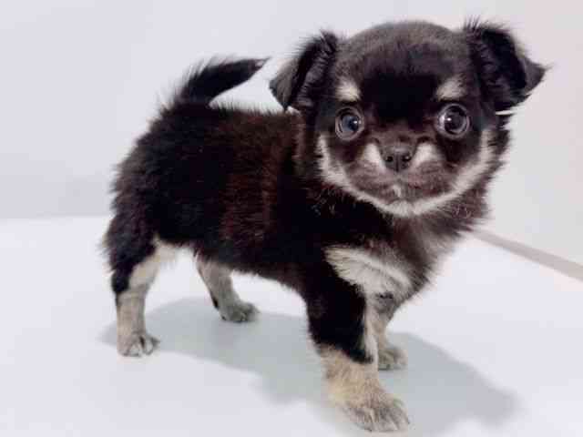 大阪府のチワワ(ロング) (ひごペットフレンドリーイズミヤショッピングセンター千里丘店/2025年12月9日生まれ/女の子/ブラックタンホワイト)の子犬の3枚目の画像