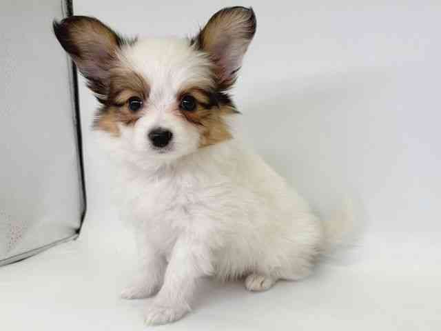 大阪府のパピヨン (ひごペットフレンドリー瓜破店/2025年12月8日生まれ/男の子/ホワイトブラウン)の子犬の3枚目の画像