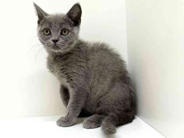 兵庫県のブリティッシュショートヘアー (ひごペットフレンドリーブルメールHAT神戸店/2025年12月9日生まれ/男の子/ブルー)の子猫の3枚目の画像