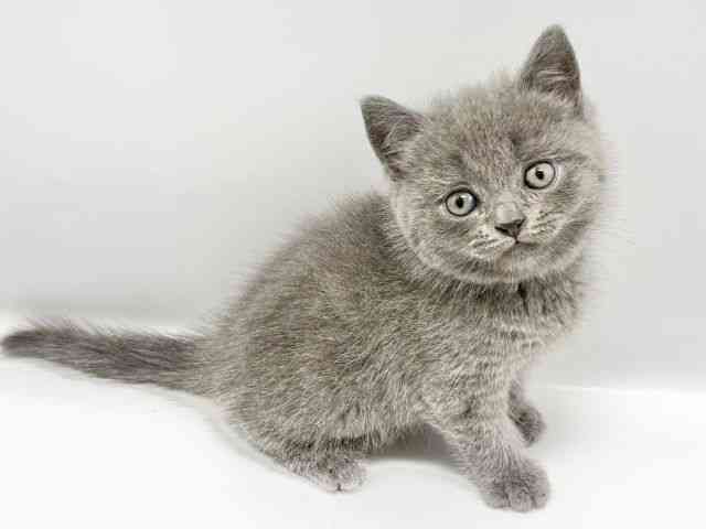 大阪府のスコティッシュフォールド (ひごペットフレンドリーイオンタウン豊中庄内店/2025年12月6日生まれ/男の子/ブルー)の子猫の3枚目の画像