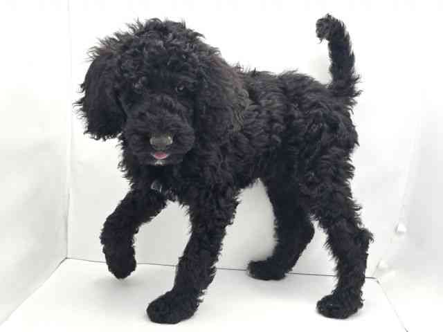 兵庫県のスタンダードプードル (ひごペットフレンドリークラウンパーク伊丹店/2025年12月10日生まれ/女の子/ブラック)の子犬の3枚目の画像