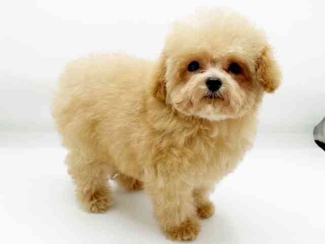 兵庫県のトイプードル(トイ) (ひごペットフレンドリーコロワ甲子園店/2025年12月9日生まれ/女の子/ペールフォーン)の子犬の3枚目の画像