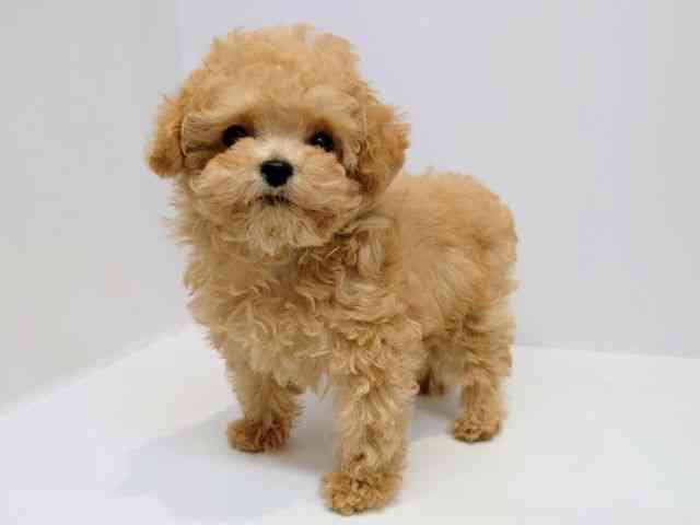 大阪府のトイプードル(トイ) (ひごペットフレンドリーセブンパーク天美店/2025年12月9日生まれ/女の子/ペールフォーン)の子犬の3枚目の画像