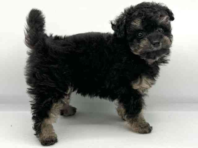 大阪府のトイプードル(トイ) (ひごペットフレンドリーくずはモール店/2025年12月8日生まれ/女の子/ブラックタン)の子犬の3枚目の画像