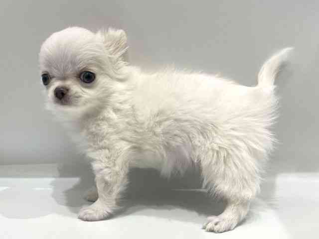 愛知県のチワワ(ロング) (ひごペットフレンドリーヴィアモール アピタ江南西店/2025年12月9日生まれ/男の子/クリーム)の子犬の3枚目の画像