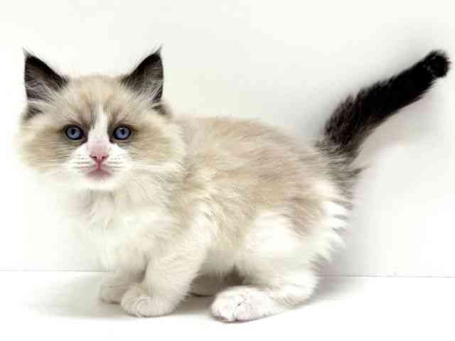 大阪府のラグドール (ひごペットフレンドリーくずはモール店/2025年12月8日生まれ/男の子/シールポイントバイカラー)の子猫の3枚目の画像