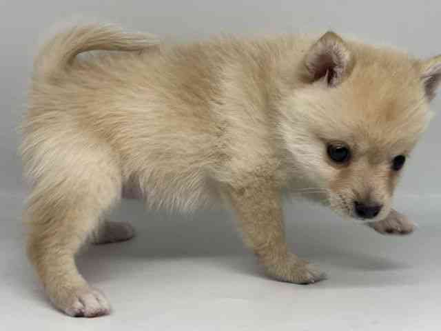 徳島県のポメ柴/豆ポメ/ポメ豆柴(ポメラニアン×柴犬) (ひごペットフレンドリーゆめタウン徳島店/2025年12月5日生まれ/女の子/クリーム)の子犬の3枚目の画像