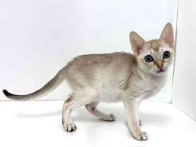 大阪府のシンガプーラ (ひごペットフレンドリーベルファⅡ都島店/2025年12月4日生まれ/女の子/セピアアグーティ)の子猫の3枚目の画像