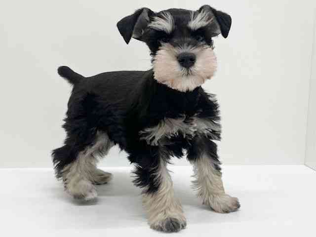 兵庫県のミニチュアシュナウザー (ひごペットフレンドリーブルメールHAT神戸店/2025年12月10日生まれ/女の子/ブラックシルバー)の子犬の3枚目の画像