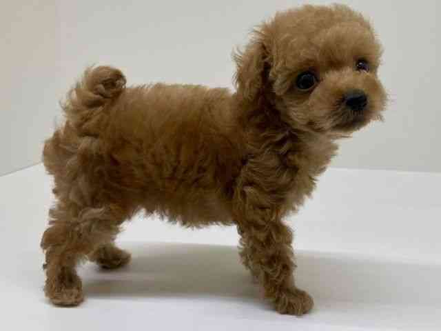 兵庫県のトイプードル(トイ) (ひごペットフレンドリーブルメールHAT神戸店/2025年12月10日生まれ/男の子/オレンジフォーン)の子犬の3枚目の画像