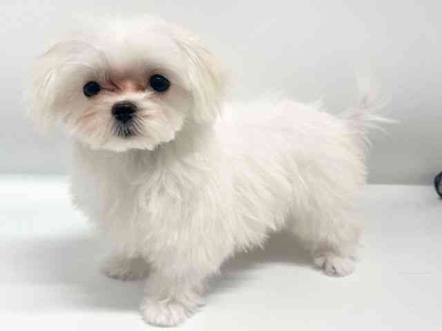 大阪府のマルチーズ (ひごペットフレンドリーイオンタウン豊中庄内店/2025年12月8日生まれ/女の子/ホワイト)の子犬の3枚目の画像