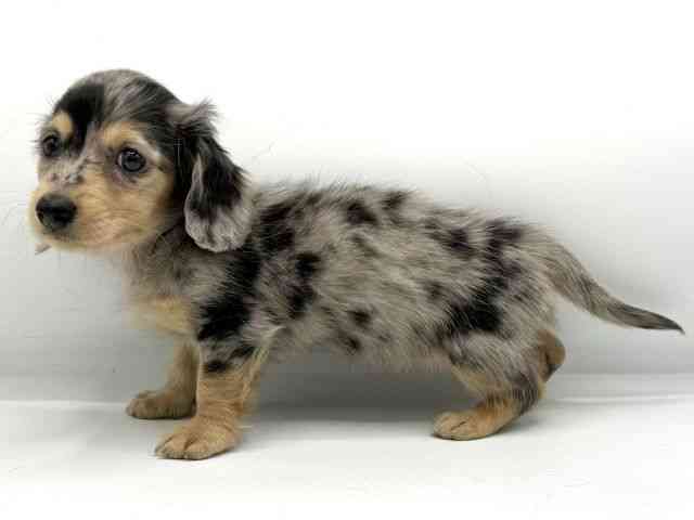 大阪府のカニンヘンダックスフンド(ロング) (ひごペットフレンドリーららぽーとEXPOCITY店/2025年12月7日生まれ/女の子/シルバーダップル)の子犬の3枚目の画像