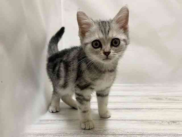 和歌山県のアメリカンショートヘアー (ひごペットフレンドリーパームシティ和歌山店/2025年12月10日生まれ/女の子/シルバータビー)の子猫の3枚目の画像