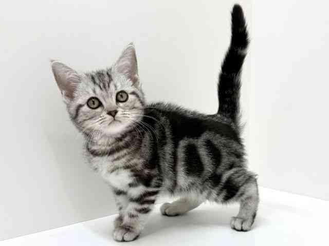 大阪府のアメリカンショートヘアー (ひごペットフレンドリーくずはモール店/2025年12月10日生まれ/女の子/シルバータビー)の子猫の3枚目の画像