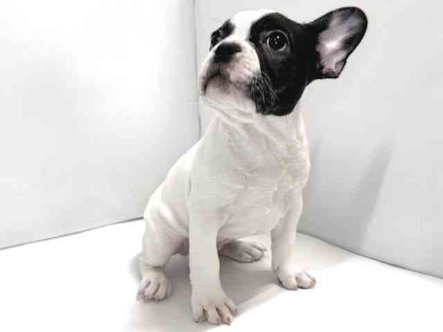 奈良県のフレンチブルドッグ (ひごペットフレンドリー奈良パワーシティ店/2025年12月7日生まれ/男の子/パイド)の子犬の3枚目の画像