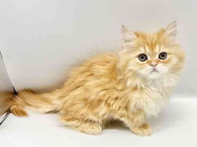 大阪府のミヌエット (ひごペットフレンドリーイオンタウン豊中庄内店/2025年12月1日生まれ/男の子/レッドタビー)の子猫の3枚目の画像