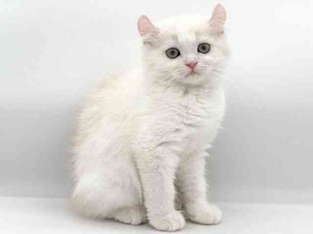 大阪府のキンカロー (ひごペットフレンドリーイオンそよら海老江店/2025年12月10日生まれ/男の子/クリームタビーホワイト)の子猫の3枚目の画像