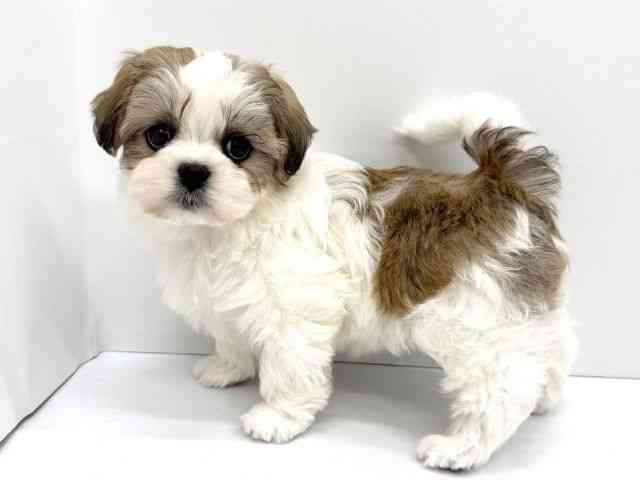 大阪府のマルズー/マルシーズ(マルチーズ×シーズー) (ひごペットフレンドリーイオンタウン茨木太田店/2025年12月9日生まれ/女の子/ホワイトゴールド)の子犬の3枚目の画像