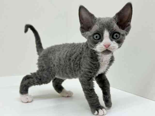 兵庫県のデボンレックス (ひごペットフレンドリーブルメールHAT神戸店/2025年12月9日生まれ/女の子/ブルーホワイト)の子猫の3枚目の画像