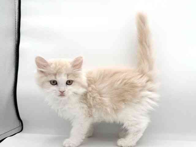 大阪府のスコティッシュフォールド (ひごペットフレンドリーイオンそよら海老江店/2025年12月10日生まれ/男の子/クリームタビーホワイト)の子猫の3枚目の画像