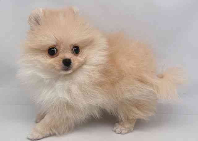 鳥取県のポメラニアン (ひごペットフレンドリーイオンモール鳥取北店/2025年12月9日生まれ/女の子/クリーム)の子犬の3枚目の画像