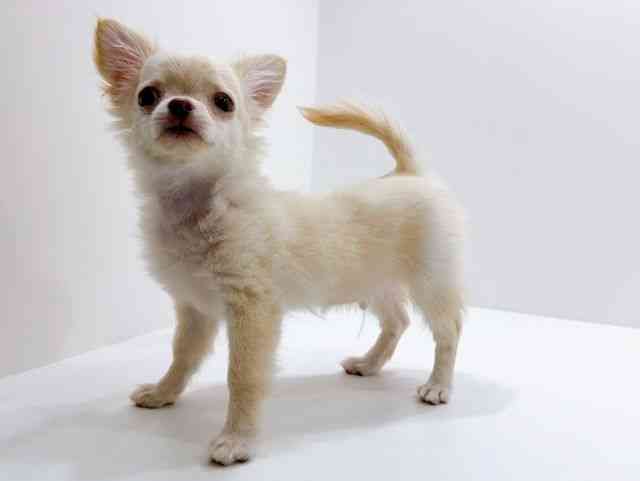 広島県のチワワ(ロング) (ひごペットフレンドリーフジグラン神辺店/2025年12月9日生まれ/男の子/クリーム)の子犬の3枚目の画像