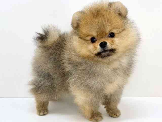 大阪府のポメラニアン (ひごペットフレンドリーいこらもーる泉佐野店/2025年12月8日生まれ/女の子/オレンジ)の子犬の3枚目の画像