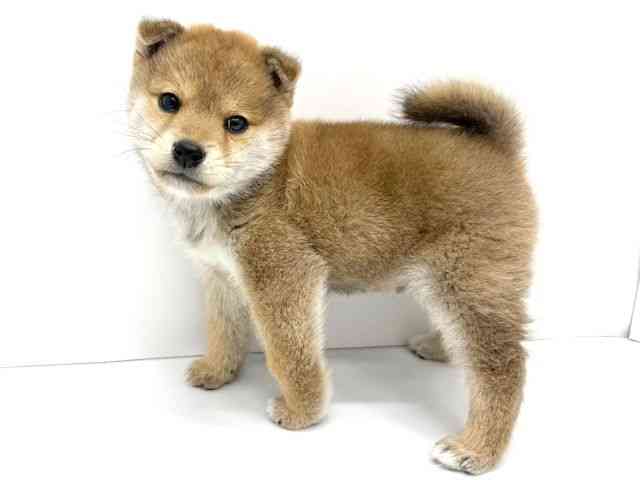 大阪府の柴犬(標準サイズ) (ひごペットフレンドリーイオンタウン茨木太田店/2025年12月11日生まれ/男の子/赤)の子犬の3枚目の画像