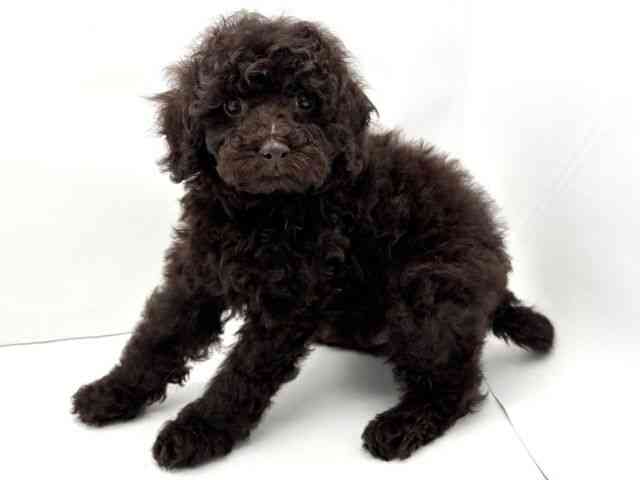 兵庫県のミニチュアプードル (ひごペットフレンドリークラウンパーク伊丹店/2025年12月9日生まれ/男の子/ブラウン)の子犬の3枚目の画像