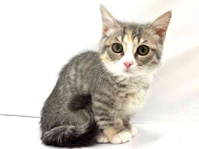 大阪府のマンチカン (ひごペットフレンドリーイオンタウン茨木太田店/2025年9月29日生まれ/女の子/シルバーパッチドタビーホワイト)の子猫の3枚目の画像