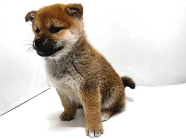 奈良県の柴犬(標準サイズ) (ひごペットフレンドリー奈良パワーシティ店/2025年12月11日生まれ/女の子/赤)の子犬の3枚目の画像