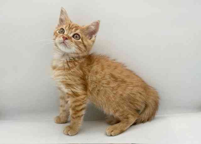 島根県のマンチカン (ひごペットフレンドリーイオン松江ショッピングセンター店/2025年12月12日生まれ/男の子/レッドタビー)の子猫の3枚目の画像