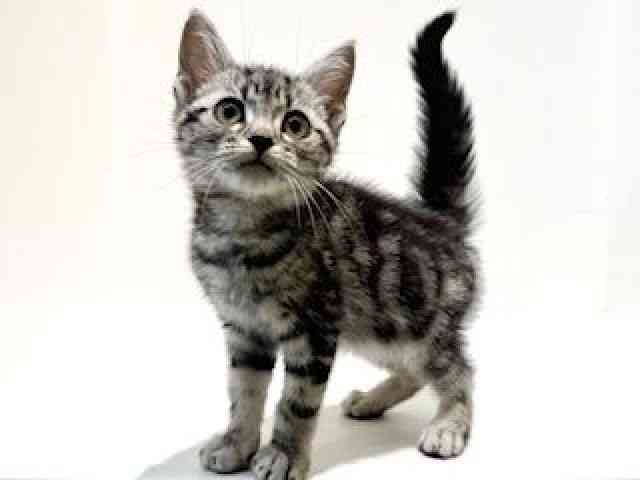 大阪府のアメリカンショートヘアー (ひごペットフレンドリーイオン高槻店/2025年12月14日生まれ/男の子/シルバータビー)の子猫の3枚目の画像