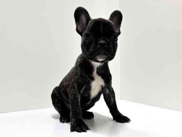 愛知県のフレンチブルドッグ (ひごペットフレンドリーららぽーと名古屋みなとアクルス店/2025年12月13日生まれ/女の子/ブリンドルホワイト)の子犬の3枚目の画像