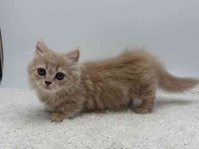 島根県のミヌエット (ひごペットフレンドリーイオンモール出雲店/2025年12月6日生まれ/女の子/クリームタビー)の子猫の3枚目の画像