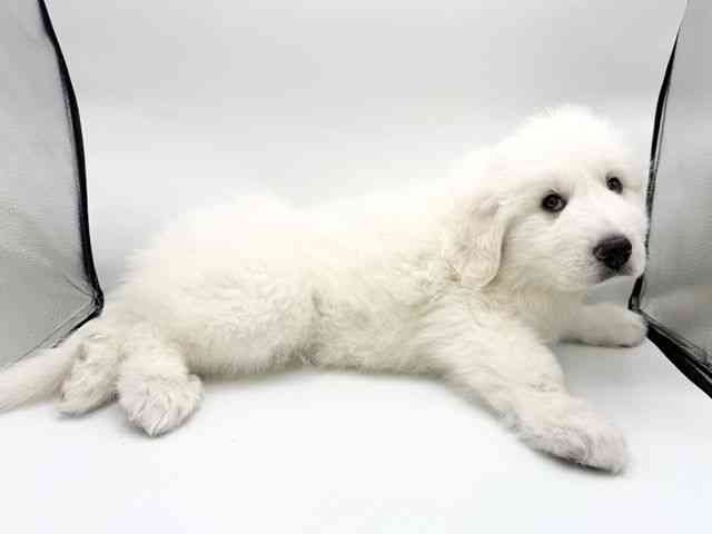 大阪府のグレートピレニーズ (ひごペットフレンドリーららぽーとEXPOCITY店/2025年12月13日生まれ/男の子/ホワイト)の子犬の3枚目の画像