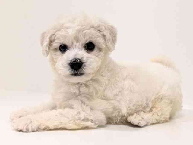 福岡県のビションフリーゼ (ひごペットフレンドリーリバーウォーク北九州店/2025年12月12日生まれ/女の子/ホワイト)の子犬の3枚目の画像