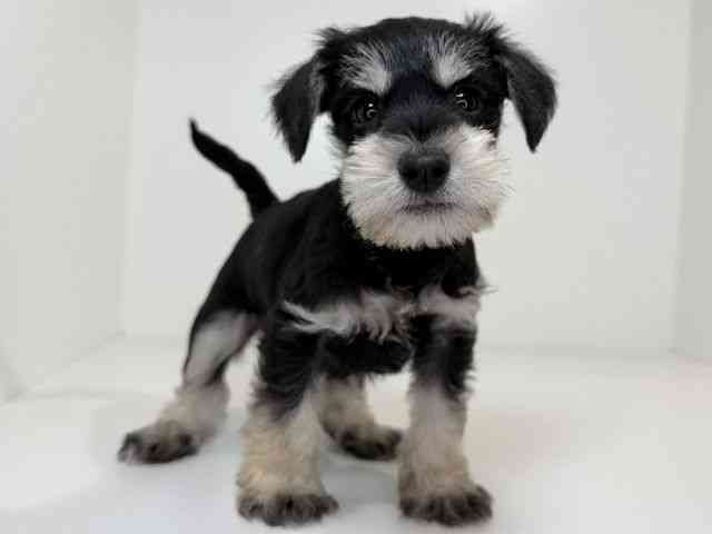 兵庫県のミニチュアシュナウザー (ひごペットフレンドリーイトーヨーカドー明石店/2025年12月12日生まれ/男の子/ブラックシルバー)の子犬の3枚目の画像