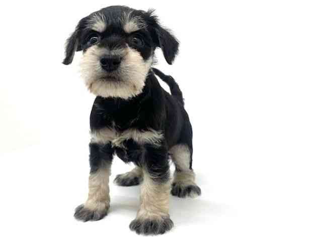 兵庫県のミニチュアシュナウザー (ひごペットフレンドリーブルメールHAT神戸店/2025年12月12日生まれ/男の子/ブラックシルバー)の子犬の3枚目の画像