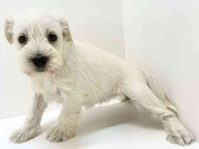 大阪府のミニチュアシュナウザー (ひごペットフレンドリーいこらもーる泉佐野店/2025年12月12日生まれ/女の子/ホワイト)の子犬の3枚目の画像