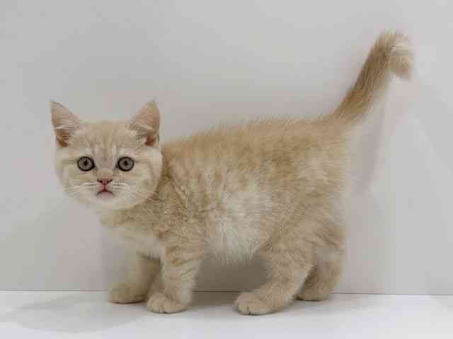 広島県のブリティッシュショートヘアー (ひごペットフレンドリーフジグラン神辺店/2025年12月4日生まれ/女の子/クリームタビー)の子猫の3枚目の画像