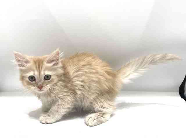 愛知県のサイベリアン (ひごペットフレンドリーヴィアモール アピタ江南西店/2025年12月13日生まれ/男の子/レッドタビーホワイト)の子猫の3枚目の画像