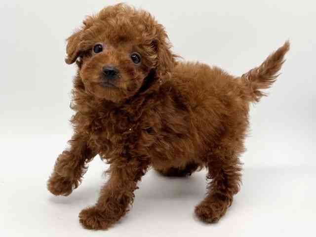 大阪府のトイプードル(トイ) (ひごペットフレンドリーみのおキューズモール店/2025年12月13日生まれ/男の子/レッド)の子犬の3枚目の画像