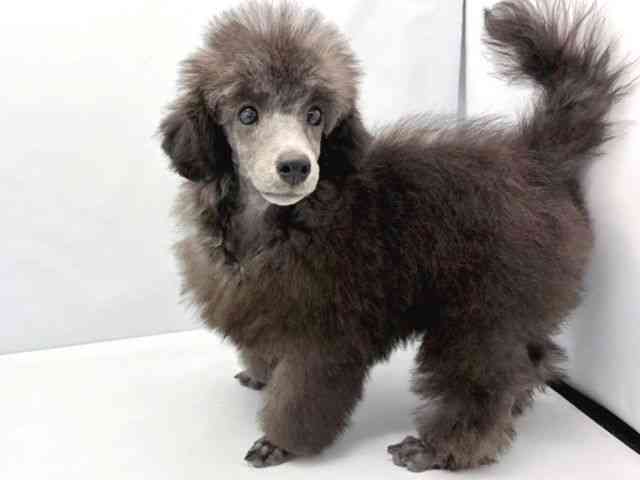 大阪府のトイプードル(トイ) (ひごペットフレンドリーイトーヨーカドー津久野店/2025年12月14日生まれ/男の子/シルバー)の子犬の3枚目の画像