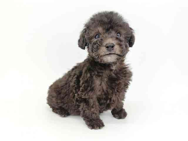 大阪府のトイプードル(トイ) (ひごペットフレンドリー泉ヶ丘店/2025年12月14日生まれ/男の子/シルバー)の子犬の3枚目の画像