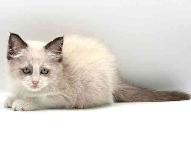 愛知県のラグドール (ひごペットフレンドリープライムツリー赤池店/2025年12月13日生まれ/男の子/シールポイントバイカラー)の子猫の3枚目の画像