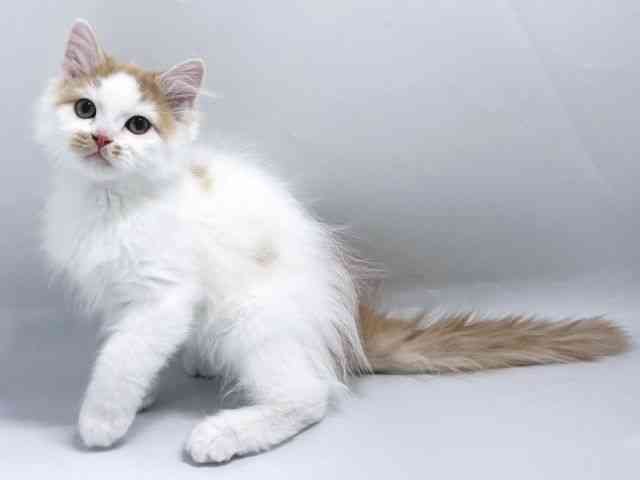 京都府のラガマフィン (ひごペットフレンドリー京都店/2025年12月13日生まれ/男の子/レッドタビーホワイト)の子猫の3枚目の画像