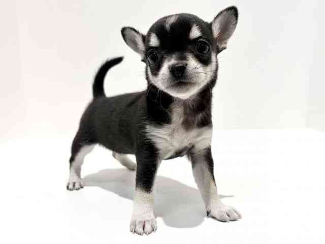 大阪府のチワワ(スムース) (ひごペットフレンドリーイオン高槻店/2025年12月12日生まれ/女の子/ブラックタンホワイト)の子犬の3枚目の画像