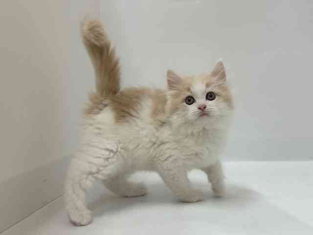 大阪府のサイベリアン (ひごペットフレンドリーアクロスプラザ住之江店/2025年12月13日生まれ/男の子/カメオホワイト)の子猫の3枚目の画像