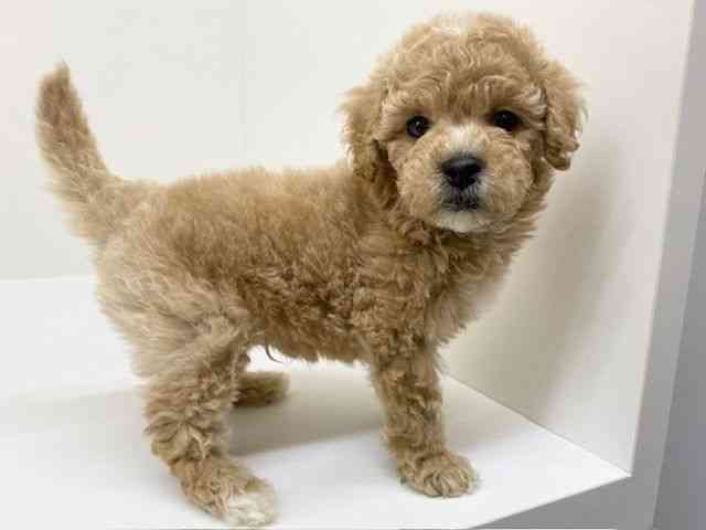 兵庫県のマルプー(マルチーズ×プードル) (ひごペットフレンドリーブルメールHAT神戸店/2025年12月12日生まれ/男の子/クリーム)の子犬の3枚目の画像